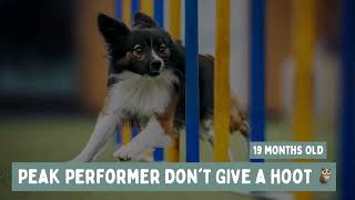 Borderpap "Peak Performer Don't Give A Hoot" – 19 months old