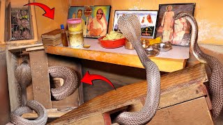 सांपो से डरिये पर इतना नहीं, जब घर के मंदिर में  से बाहर निकाला गया सांप, फिर जो हुआ देखिए आगे। 😱🐍🐍
