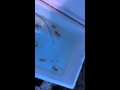 Cleaner Shrimp Care and Benefits