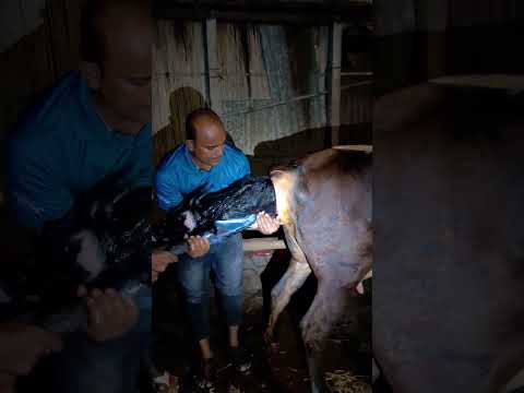 দেন টান আল্লাহ ভরসা নরমাল ডেলিভার মনোহরপুর। #cow #youtubeshorts #farming #viral