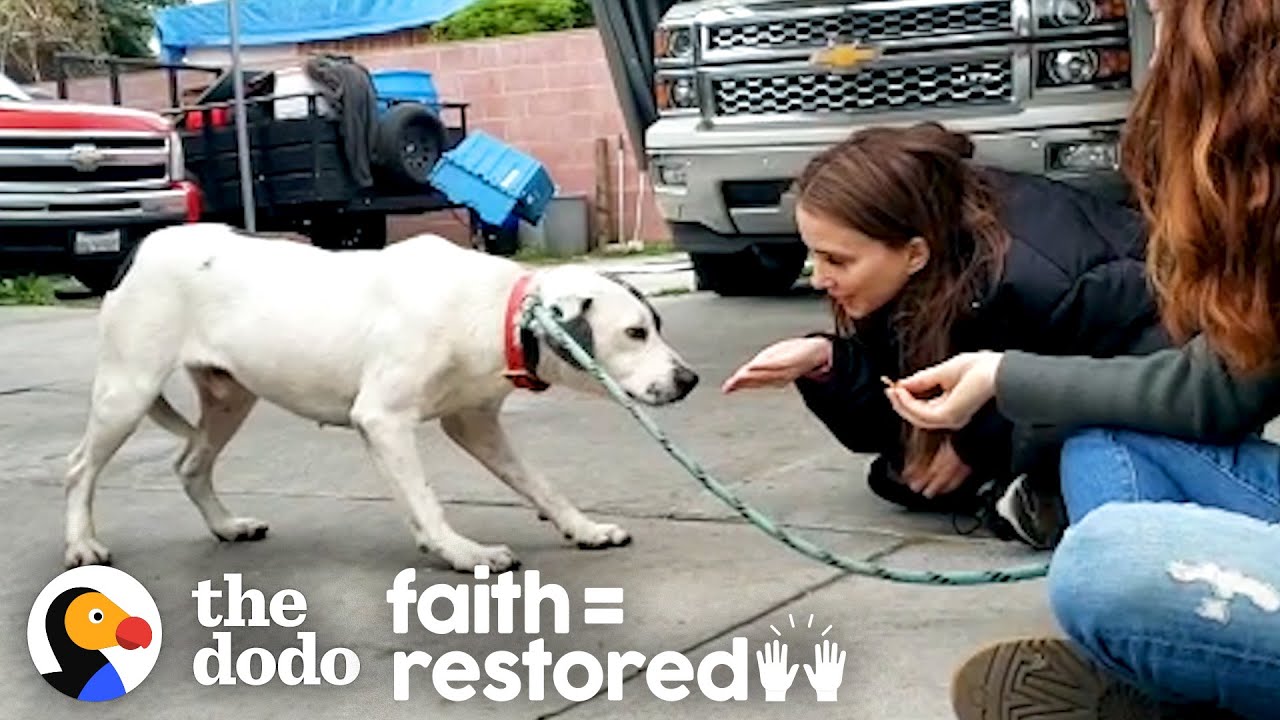 Dog Who Was Scared Of Everything Gets More Playful Every Day Faith = Restored