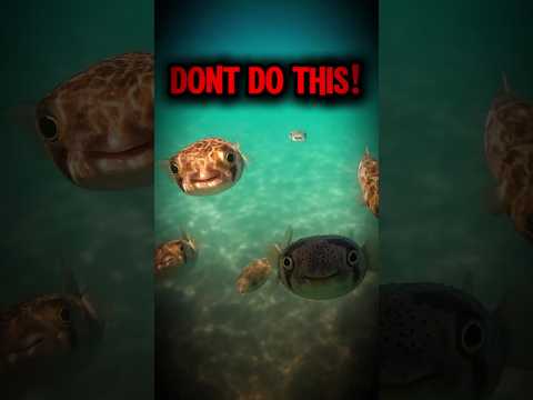 NEVER put your finger in a puffer fish’s mouth #shorts