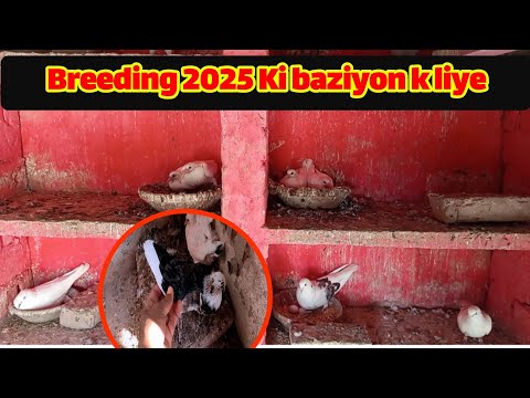 2025 ki bazi Kay liye baby pigeons || Breeding progress
