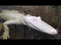 Alligator Biology and Adaptations