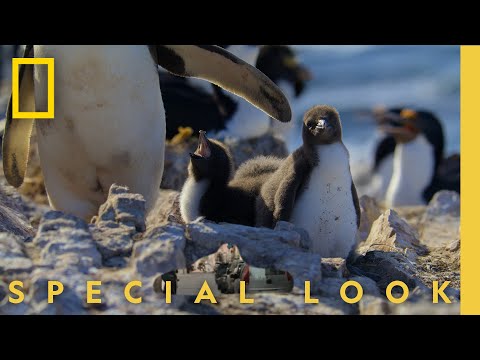 The Most Adorable Penguin Chicks | Secrets of the Penguins | National Geographic