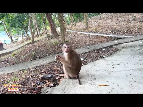 Monkey sat alone sadly waiting for dad to pick him up.