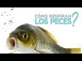 ¿Cómo respiran los peces?