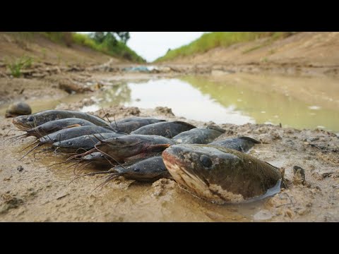 Unique Fishing by Hands Under Mud: Technique Catch Copper Snakehead Fish