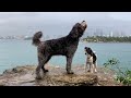 Dog Genetics and Behavior Insights
