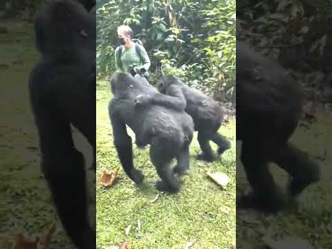 Pushed and Touched By A Gorilla In Uganda - GoExplore Safaris