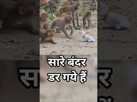सारे बंदर डर गये हैं ll #monkey #animals #shorts