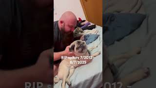I haven’t posted in awhile on here. But wanted to let you guys know spike passed away in his sleep.
