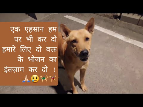 Feed hungry street dogs 🐕 🐶🙏🏻🙏🏻🙌🙌