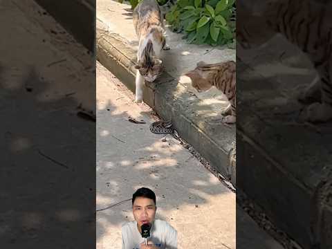Mèo tấn công rắn đuôi chuông bò vào nhà #snake