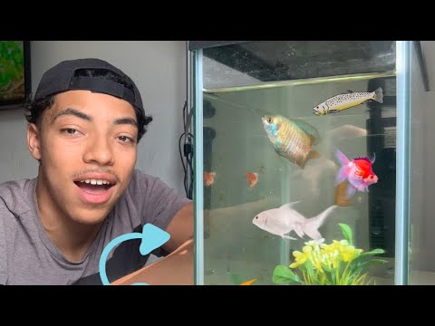 MOSTRANDO MEU PRIMEIRO AQUÁRIO DE PEIXES!🐠