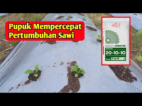 Pupuk untuk mempercepat pertumbuhan sawi