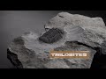 Geological Insights from the Devonian