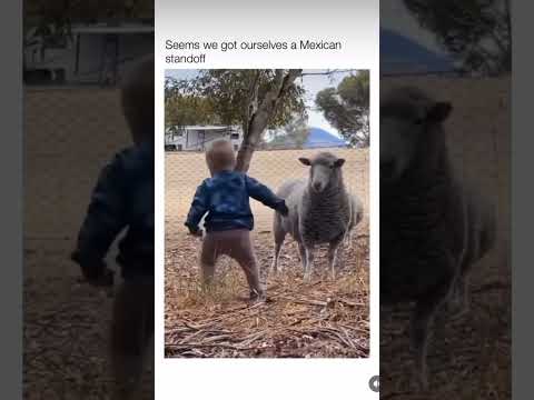 SHEEP AND KID STANDOFF #funny #adventure #nature #cat #cute #travel #fishing #wildlife #memes #pets