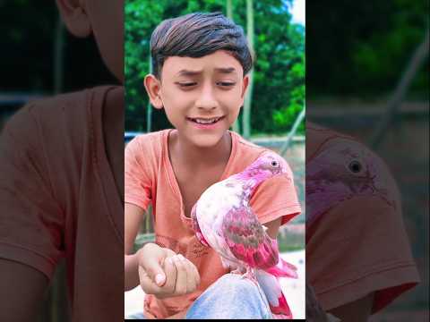 তুফান Vs বাজ🕊️♥️#animal 🦅#কবুতর #pigeon #পায়রা #tending #viral #toofanshot|latest short video