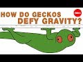 Gecko Adhesion and Molecular Forces