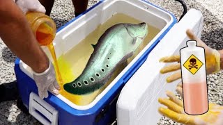 FISH DOCTOR Uses ORANGE FISH CHEMICAL for INFECTED PET!  [WILL IT WORK?]