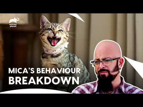 Cat Attacks Owner on Laughs-Cry, In 20 Yrs Jackson Never Seen Anything Like This | My Cat From Hell