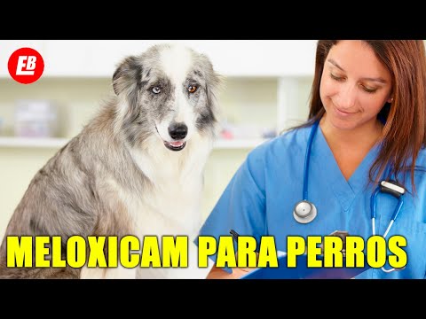 Meloxicam para perros: Lo que TODO dueño debe saber