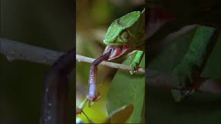 Camouflage Champions FIGHT for Life: Mantis vs. Chameleon