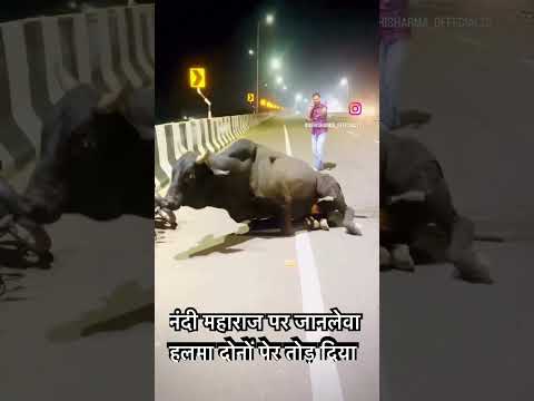 #cow #animalshorts #cowboys #nandi #sanatandharma #gaumata #saveanimals #animalrescue #viralshort