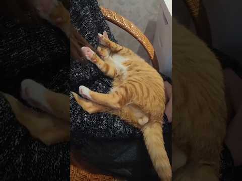 Food Wakes Cats 🤣 #cats #funnycats #catlovers #shorts