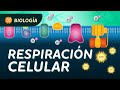 Funciones y Procesos de la Respiración Celular