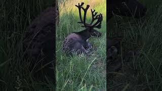 Dem Rentier ist es bei über 30 Grad Celsius auch sehr warm. #nature #tiere #rentier #hitze