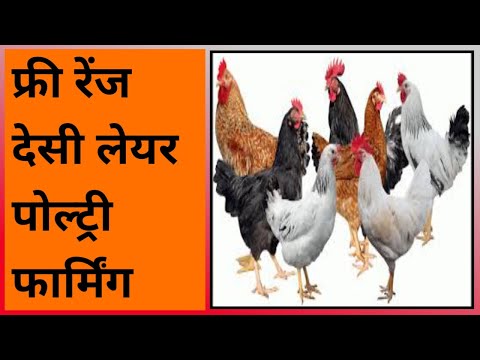 112 Gramapriya chicken, Free range rir murgi farm, BV 300, BV 380 chicken, Black Australorp chickens