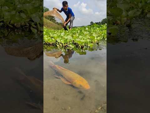 Nicely Amazing Bamboo Tools Polo Fishing In The River #fishing #amazing #fish #viral #ytshorts