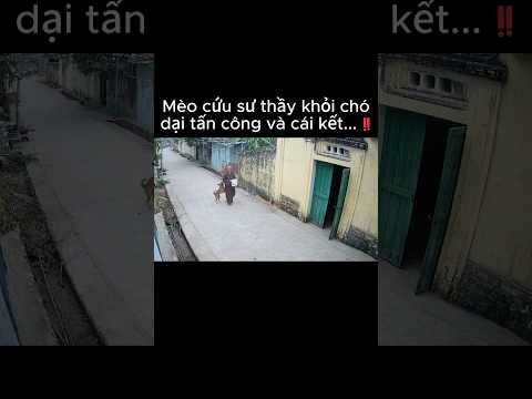 Mèo cứu sư thầy khỏi chó dại tấn công và cái kết...‼️