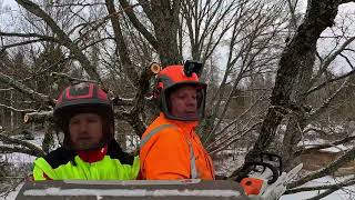 My Biggest Tree Removal Challenge Yet