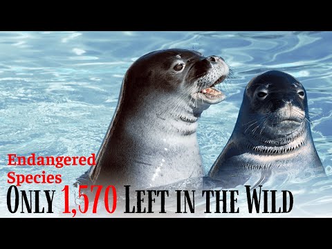 Hawaiian Monk Seal: An Endanger Seal Species