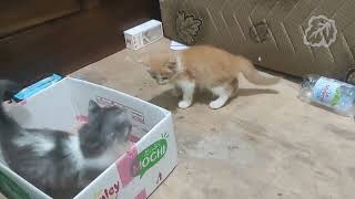 Kelucuan anak kucing saat main di kardus bekas