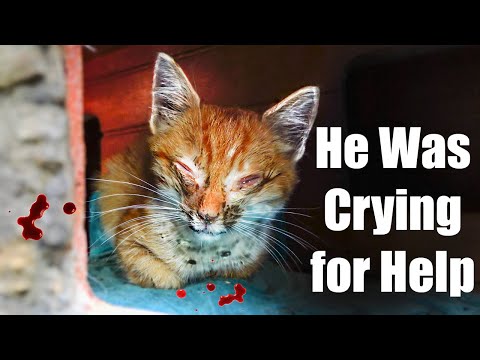 Kitten Rescue | Helpless Kitten Found Sick and Weak - His Fight for Survival Will Melt Your Heart