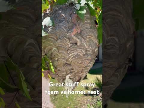 Can spray foam reduce hornets from swarming  #hornet #hornetnest #sprayfoam #yellowjackets #waspnest