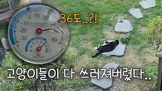 고양이들이 모조리 쓰러져버렸다..