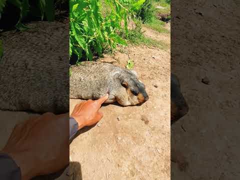 Cute Wild animal bobak marmot or prairie dog 132 #marmot #animal #animals #funnycute #funny #cute
