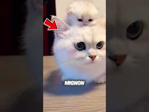 Un petit cœur perdu dans les égouts... 😢🚨