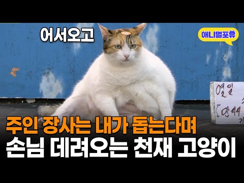 "어서와~" 주인 대신 장사하는 레전드 천재 고양이 | KBS 생생정보통 230824 방송