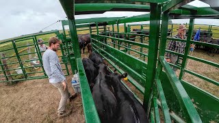 Big 60 pair Pasture through Portable Corral