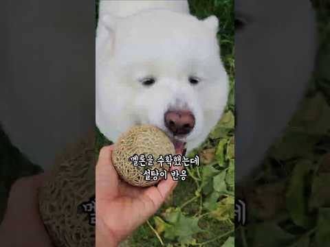 멜론을 수확했는데 좋아서 막 뛰어다니는 설탕이
