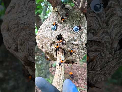 The Stupid Hornets' Nest and the Dangerous Army #hornets #nature