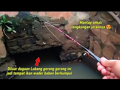 Padahal cuma got pinggir jalan raya tapi ikannya banyak banget ‼️