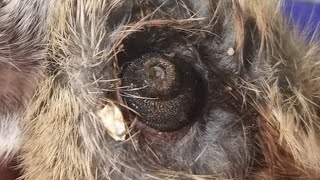 Removing A Giant Botfly Maggot Inside Kitten's Neck (Part 157)
