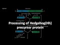 Hedgehog Protein Processing Concepts